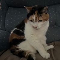 Family Pet Veterinary Services ico
