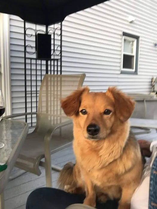 Twin City Animal Hospital 6