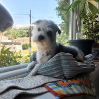 Twin City Animal Hospital ico