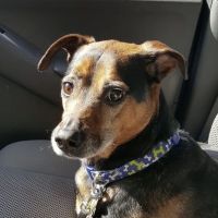 Central Animal Hospital ico