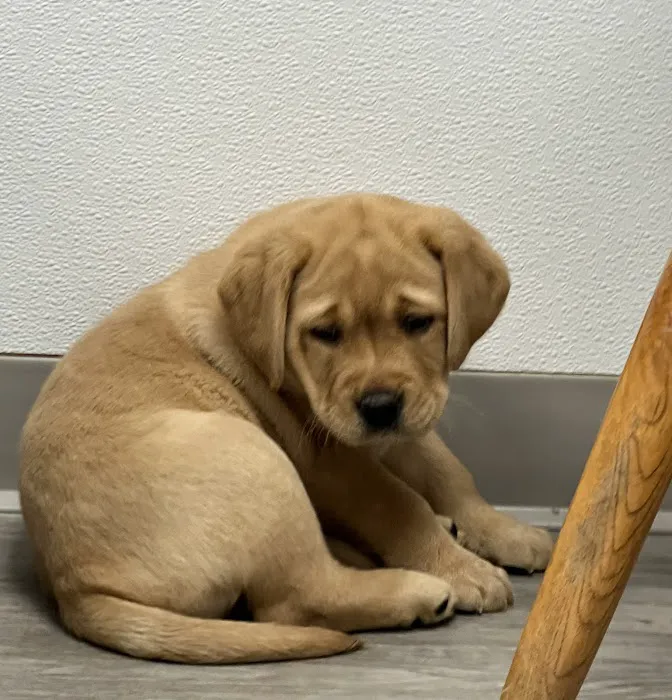Central Animal Hospital 9
