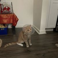 Battenkill Veterinary PC ico