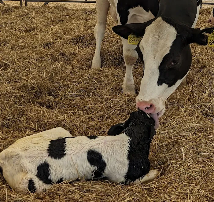 Battenkill Veterinary Bovine 7