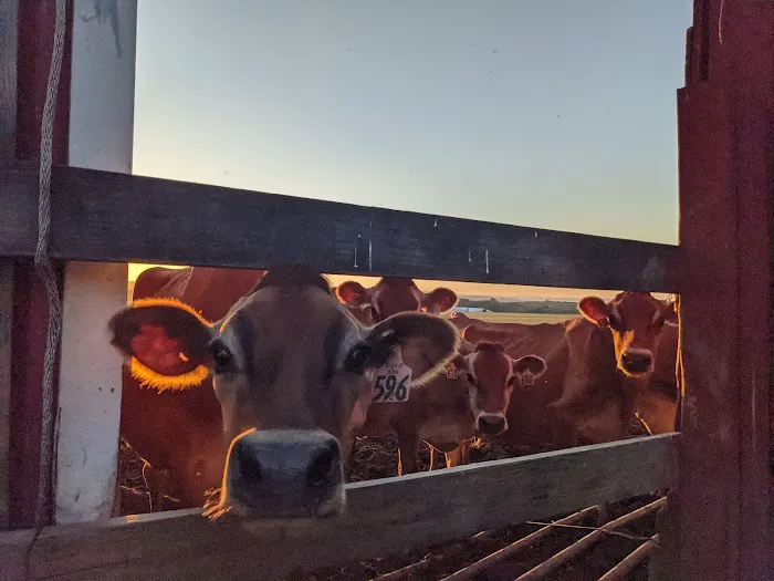 Battenkill Veterinary Bovine 8