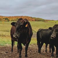 Battenkill Veterinary Bovine ico