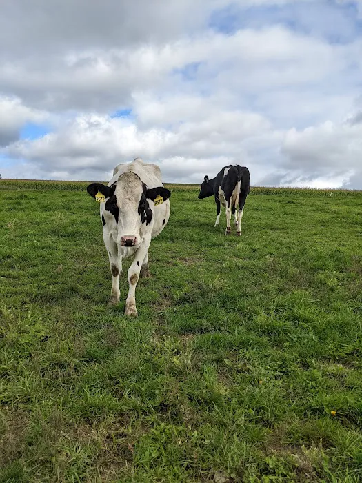 Battenkill Veterinary Bovine 2