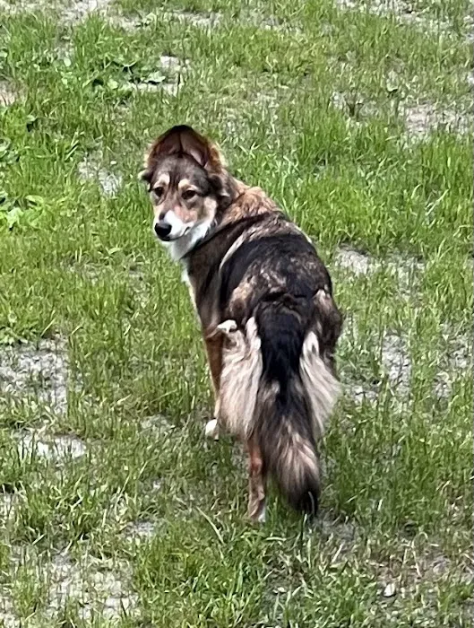 Hoof 'n' Paw Veterinary Services 1
