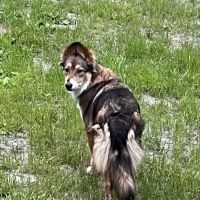 Hoof 'n' Paw Veterinary Services ico