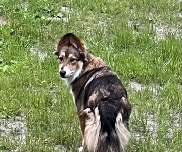 Hoof 'n' Paw Veterinary Services