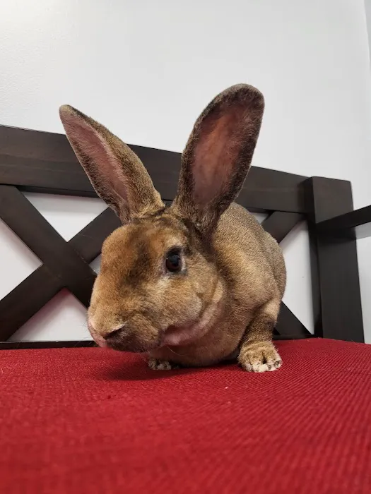 PawSteps Veterinary Center 6