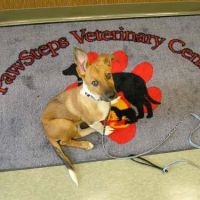 PawSteps Veterinary Center ico