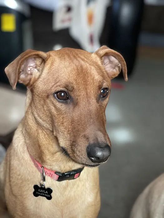 PawSteps Veterinary Center 3