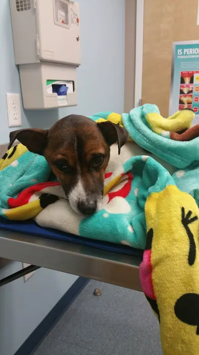 PawSteps Veterinary Center 2