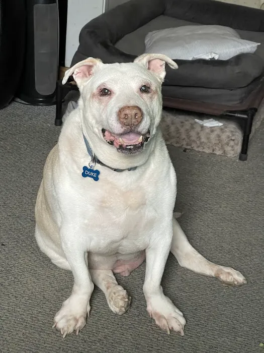 PawSteps Veterinary Center 8