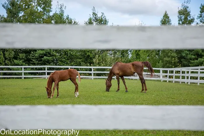 Massachusetts Equine Clinic 1