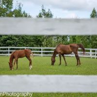 Massachusetts Equine Clinic ico