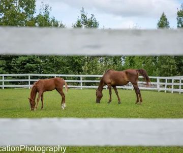 Massachusetts Equine Clinic