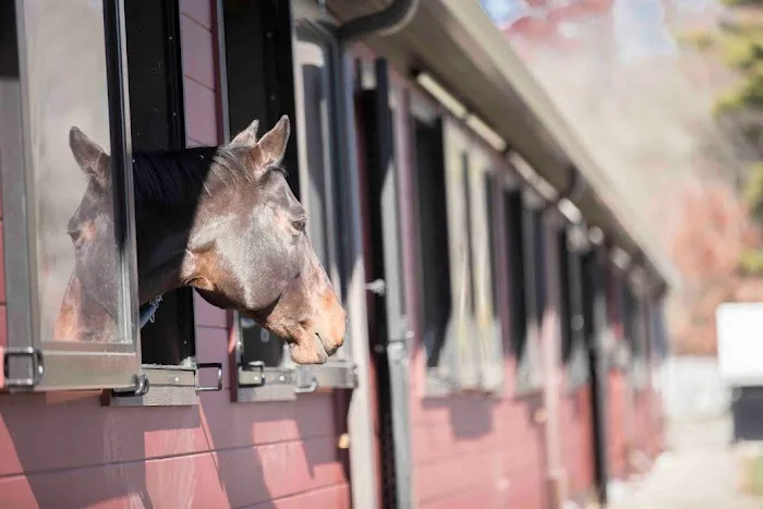 Massachusetts Equine Clinic 4