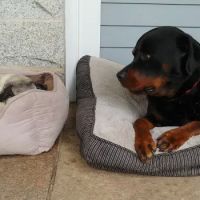 North Smithfield Animal Hospital ico
