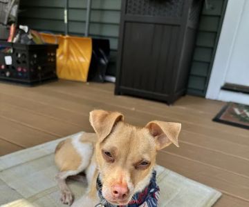 Red Fern Veterinary Care