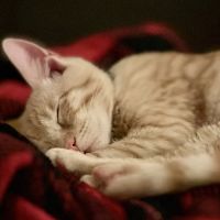 Milford Animal Hospital ico