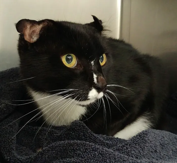 Hill & Harbour Veterinary Center 9