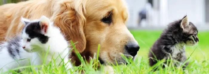 Hill & Harbour Veterinary Center 2