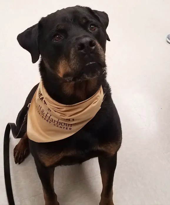Hill & Harbour Veterinary Center 1