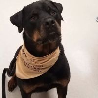 Hill & Harbour Veterinary Center ico
