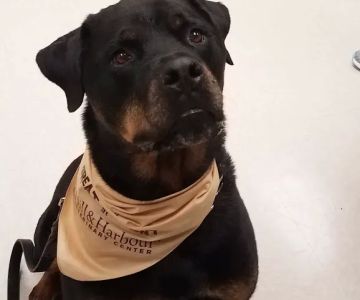Hill & Harbour Veterinary Center