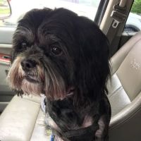 Cowesett Animal Hospital ico