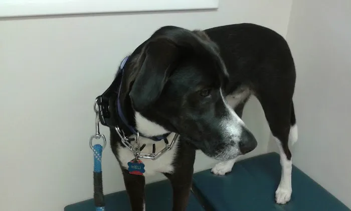 Cowesett Animal Hospital 5