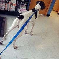 Apponaug Animal Hospital ico
