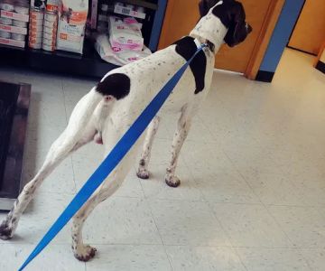 Apponaug Animal Hospital