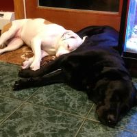 Animal Care Services ico