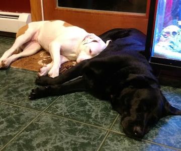 Animal Care Services
