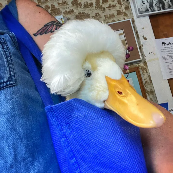 Animal Care Services 10