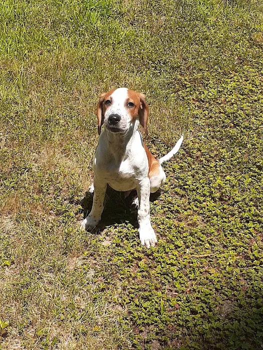 Animal Care Services 9