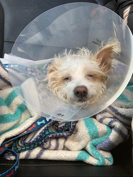 Potter League Spay & Neuter Clinic 2