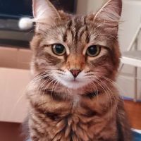 Potter League Spay & Neuter Clinic ico