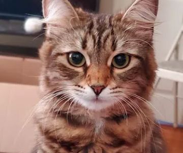 Potter League Spay & Neuter Clinic