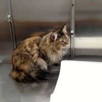 Warwick Animal Hospital ico