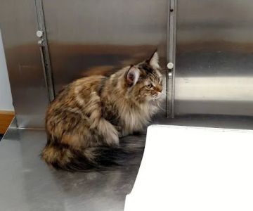 Warwick Animal Hospital