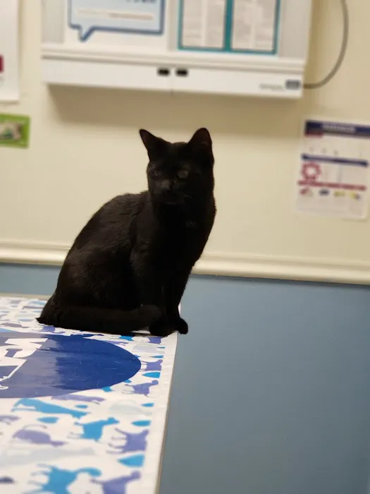 VCA Atwood Animal Hospital: Hopper Amy L DVM 1