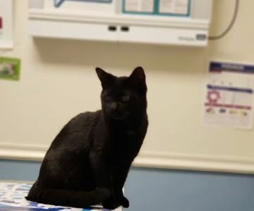 VCA Atwood Animal Hospital: Hopper Amy L DVM