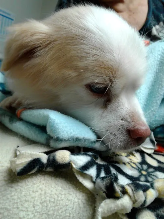 VCA Atwood Animal Hospital 10
