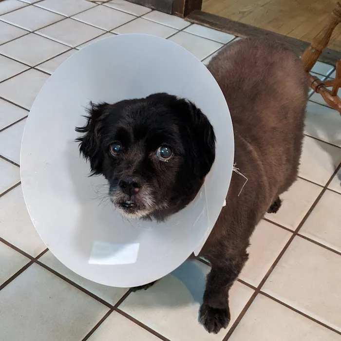 VCA Atwood Animal Hospital 5