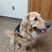 Cranston Animal Hospital ico