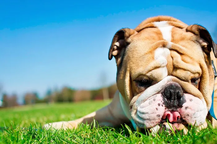 Cranston Animal Hospital 9