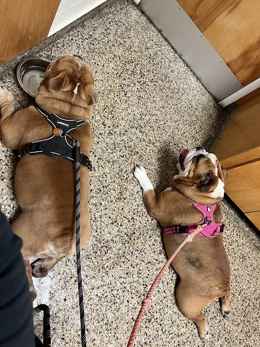 Cranston Animal Hospital 8